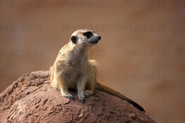 Meerkat (Suricata suricatta)