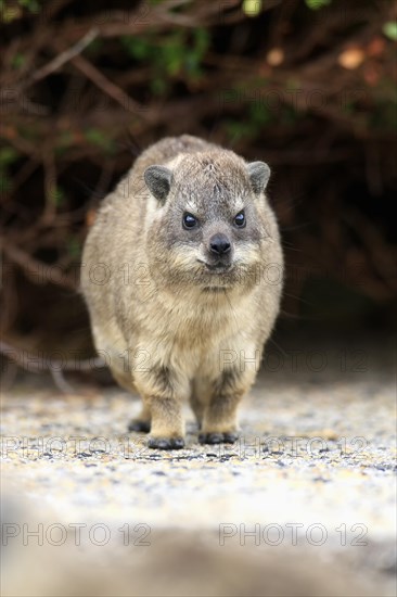 Rock Hyrax (Procavia capensis)