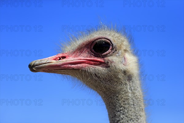 Southern Ostrich (Struthio camelus australis)