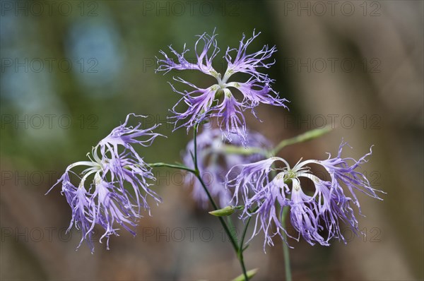 Large Pink (Dianthus superbus)