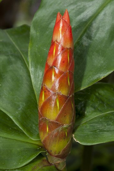 Wild Cane (Costus scaber)