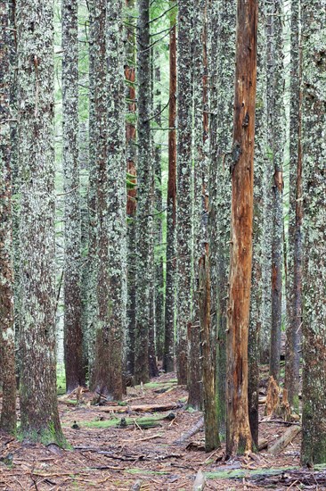 Larch trunks in the Columbia River Gorge