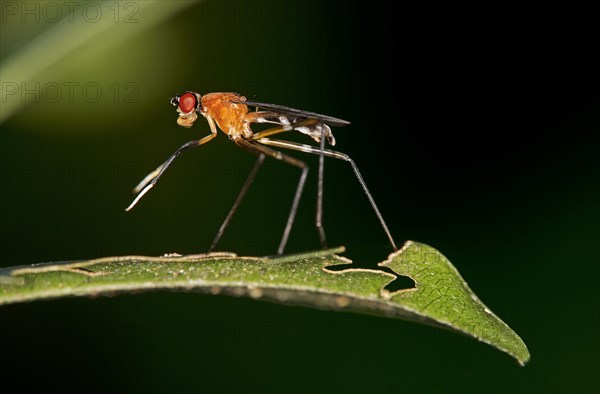 Tropical Stilt Fly (Micropezidae sp.)