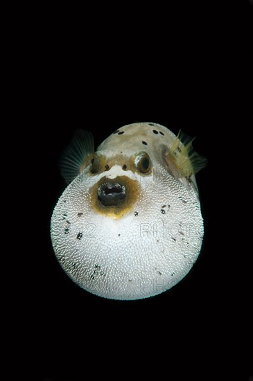 Blackspotted Puffer or Dog-faced Puffer (Arothron nigropunctatus)