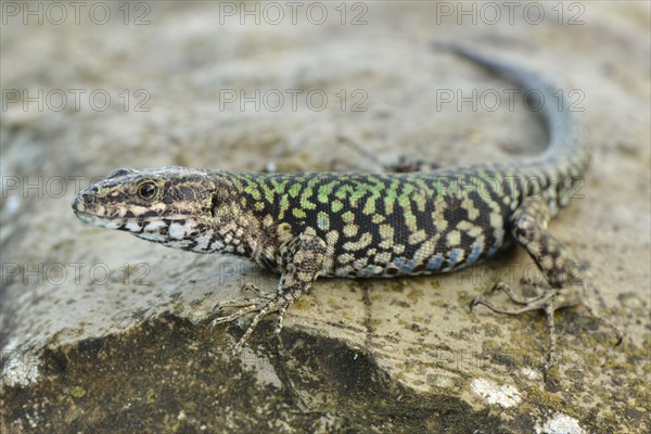 Wall Lizard (Podarcis muralis maculiventris)