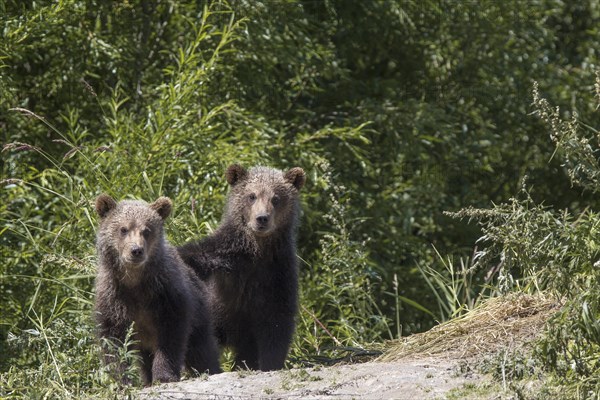 Brown bear (Ursus arctos)