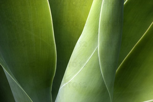 Agave (Agave attenuata)