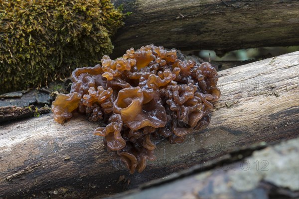 Leafy brain (Tremella foliacea)