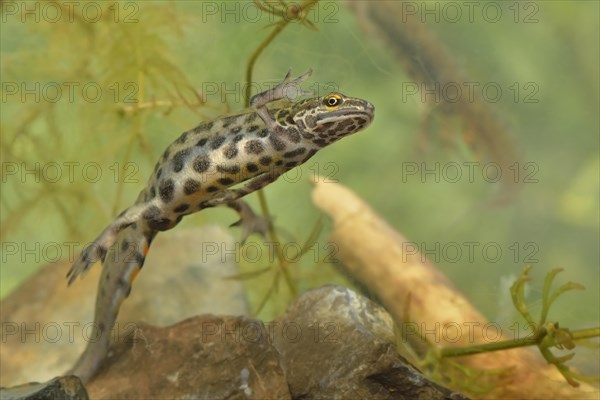 Smooth Newt (Lissotron vulgaris)