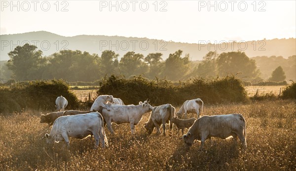 Charolais cattle in a pasture