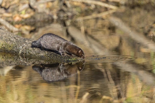 American mink (Neovison vison)