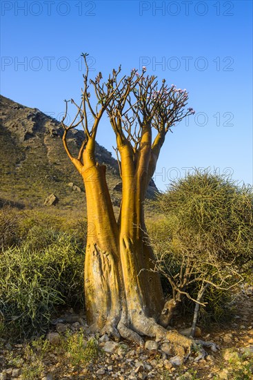 Bottle Tree (Adenium obesum) in bloom