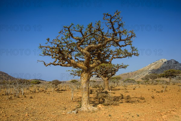 Frankincense trees (Boswellia elongata)