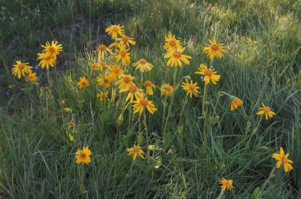 Mountain Arnica (Arnica montana)