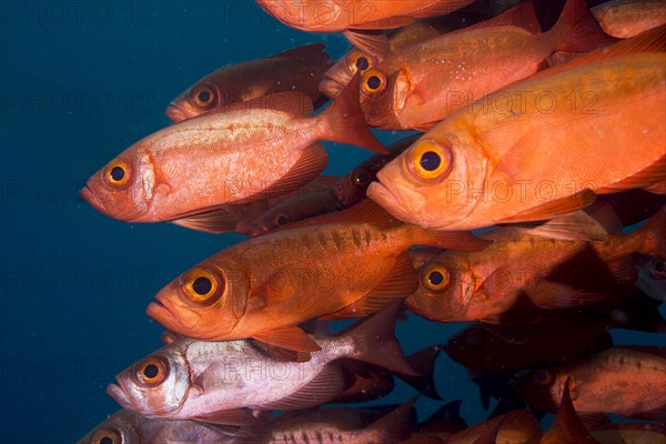 Bigeyes (Priacanthus hamrur)