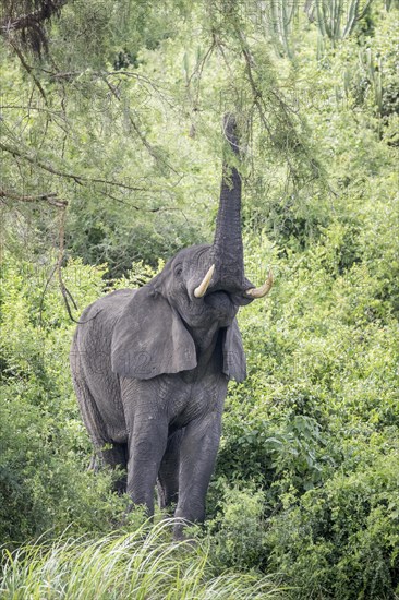 African Bush Elephant (Loxodonta africana)