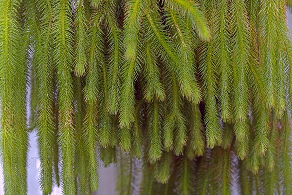 Water Tassel Fern (Lycopodium squarrosum)