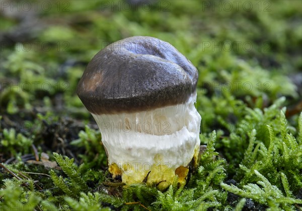 Slimy Spike-cap (Gomphidius glutinosus)