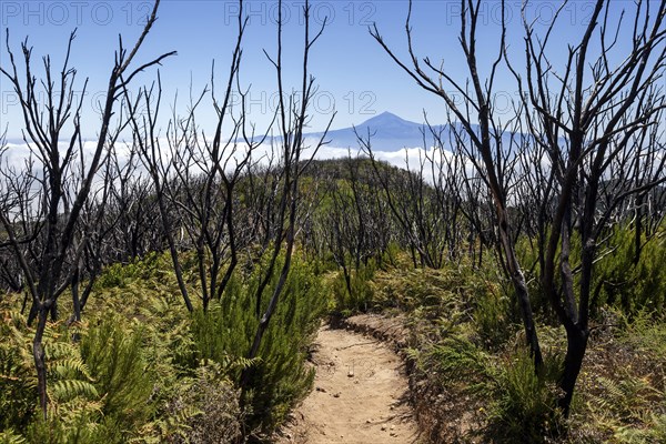 Walking path to Garajonay between charred tree trunks