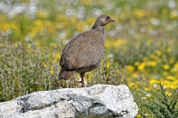 Cape Francolin (Pternistis capensis)