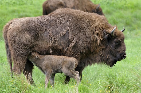 European bison (Bison bonasus)