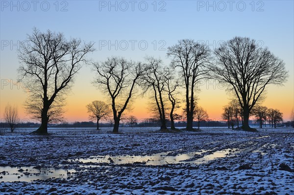 Group of English oaks (Quercus robur) on a snow covered field at dawn
