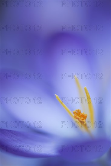 Woodland crocus (Crocus tommasinianus)