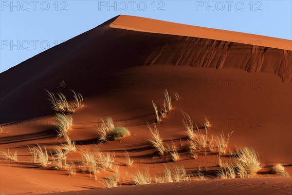 Sand dune covered with tufts of grass