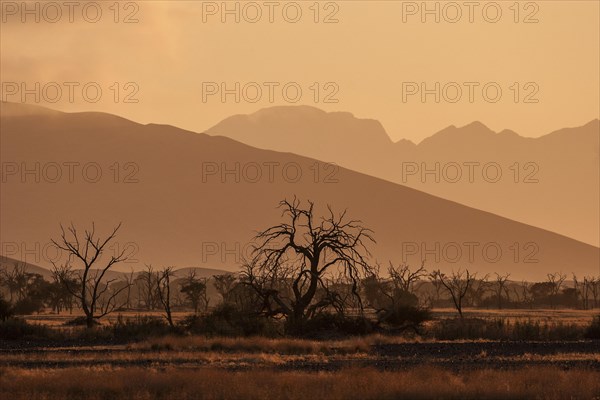 Dead Camel thorn trees (Vachellia erioloba)