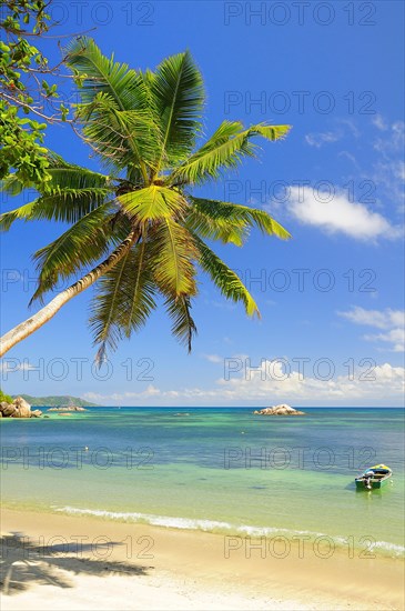 Palm tree Anse Lazio beach