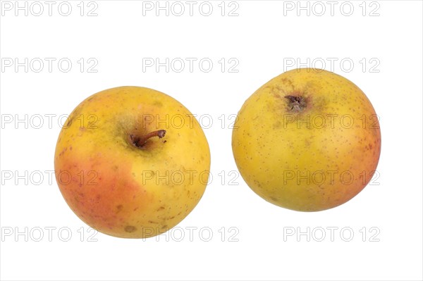 Apple variety Zuccalmaglios Reinette
