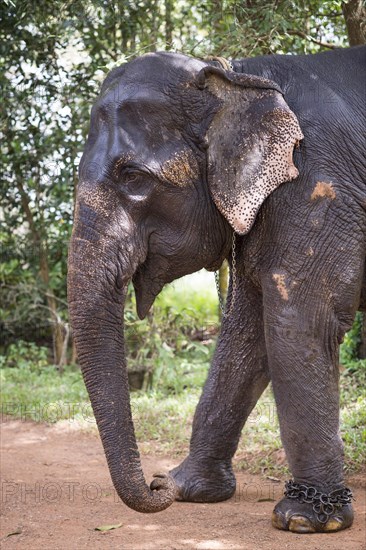 Asian Elephant (Elephas maximus)