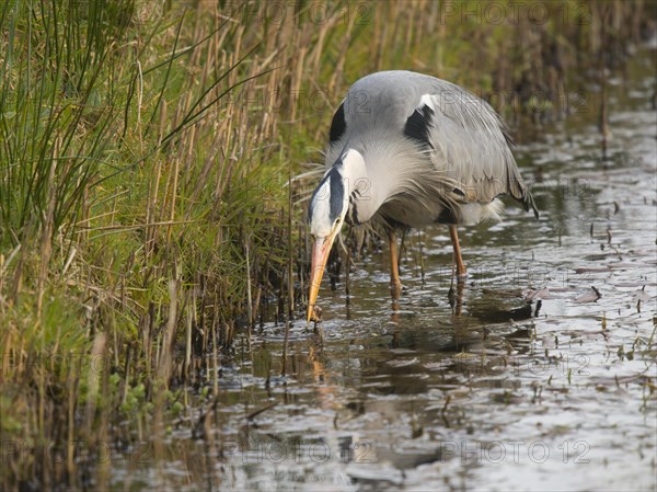 Grey Heron (Ardea cinerea)