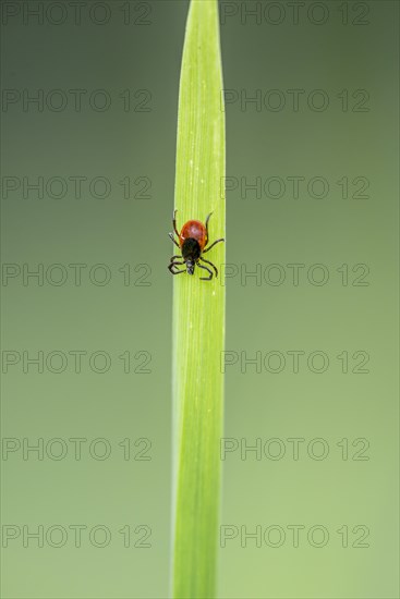 Female tick