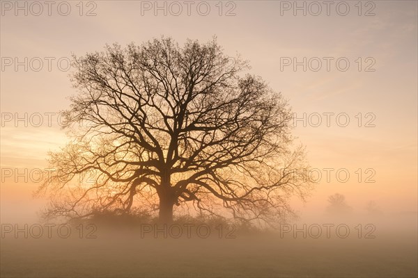 Golden morning light