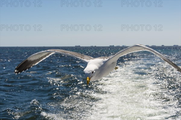 Kelp Gull (Larus dominicanus)