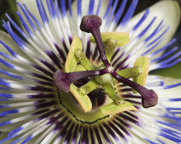 Blue Passion Flower (Passiflora caerulea)