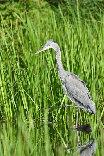 Grey Heron (Ardea cinerea)