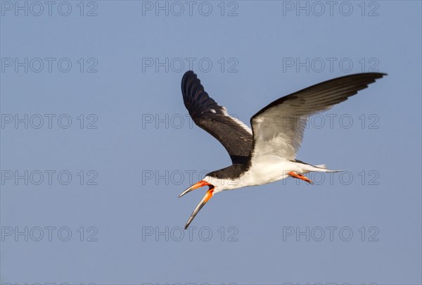 Black Skimmer (Rynchops niger) flying