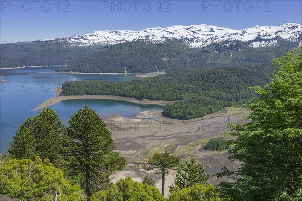 Monkey puzzle trees (Araucaria araucana) and Conguillio Lake