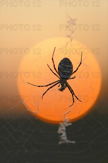 Wasp Spider (Argiope bruennichi) on a spider's web