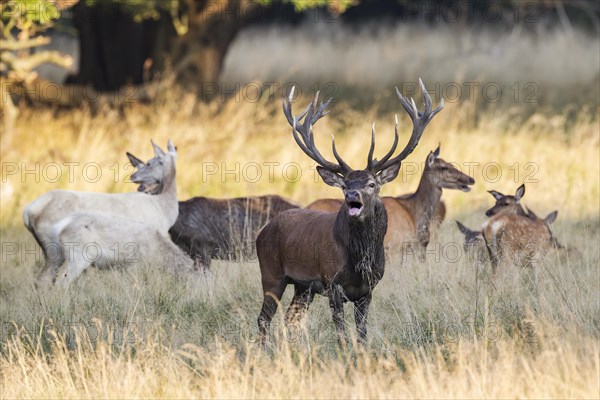 Red deer (Cervus elaphus)