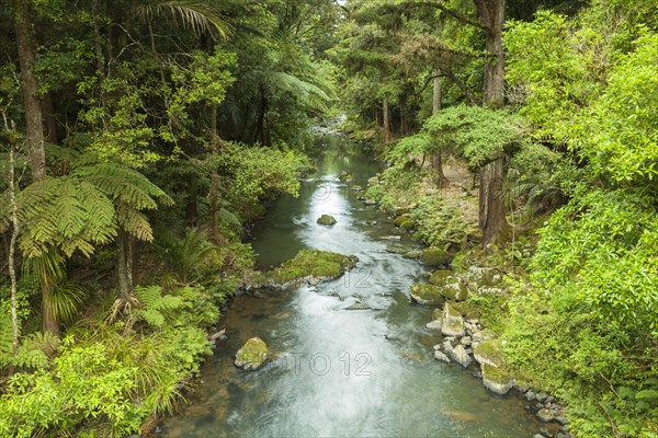 Hatea River