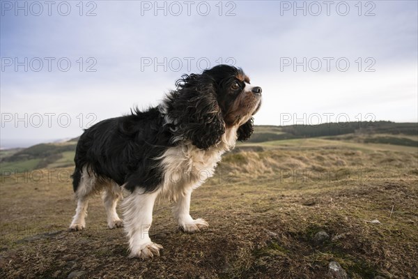 Cavalier King Charles Spaniel