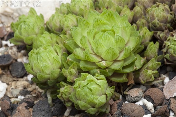 Haworthia cooperi