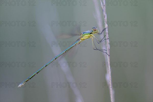 Emerald Damselfly (Lestes sponsa) on a blade of grass