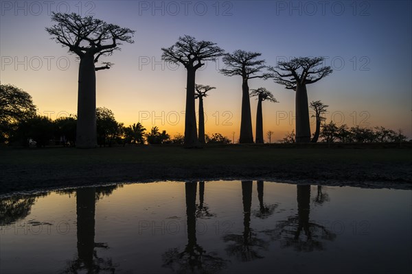 Avenue of the Baobabs