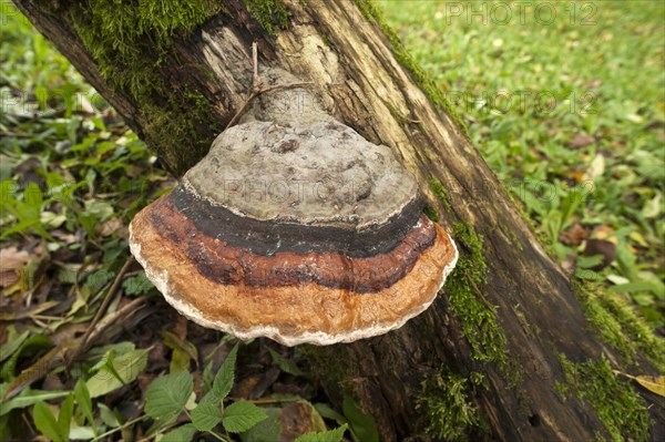 Red-belted Bracket (Fomitopsis pinicola)