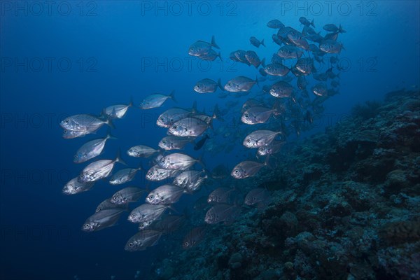 School of Bigeye Trevallies (Caranx sexfasciatus)