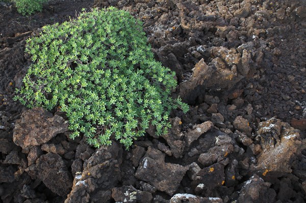 Balsam spurge (Euphorbia balsamifera) on lava rock